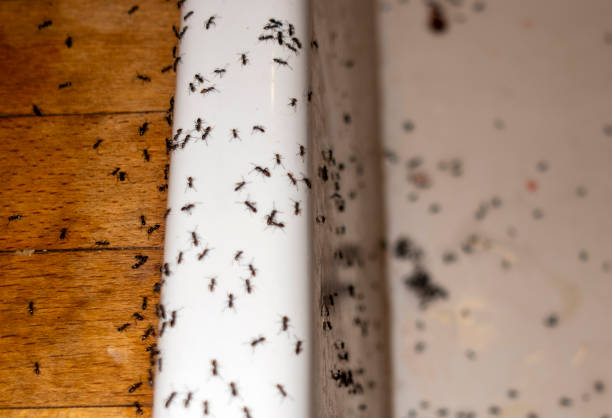 Best Pest Prevention Services  in Old Hill, CT